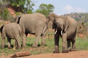 elephant (29)